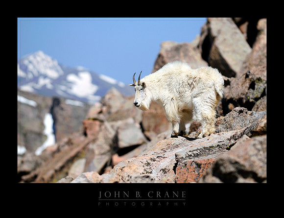 Mountain Goat, Mount Evans, Colorado