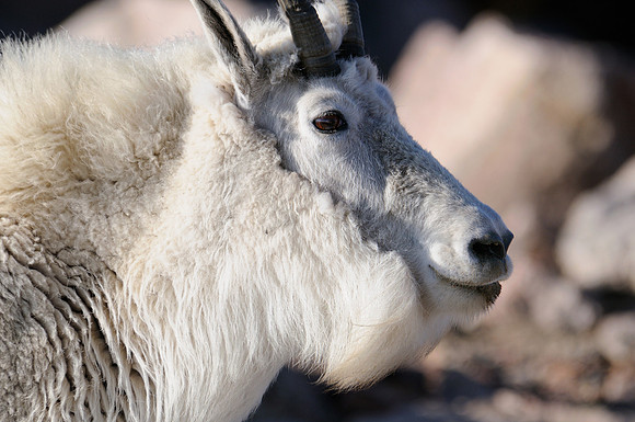 Mountain Goat, Mount Evans, Colorado