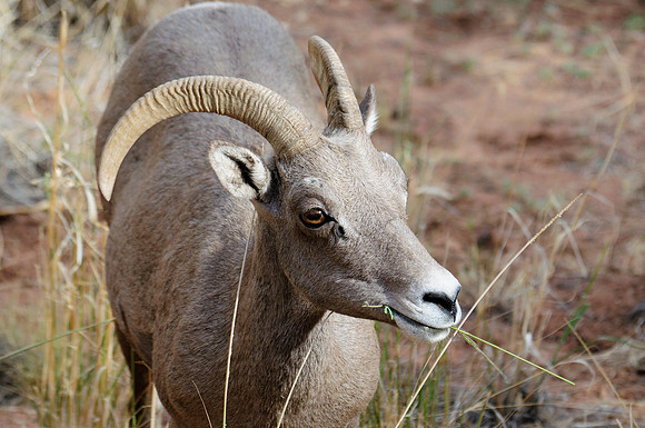 Desert Bighorn, Zion National Park