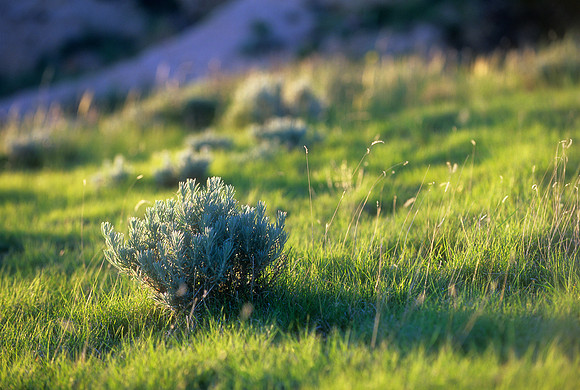 Pawnee National Grasslands, Colorado (2010)