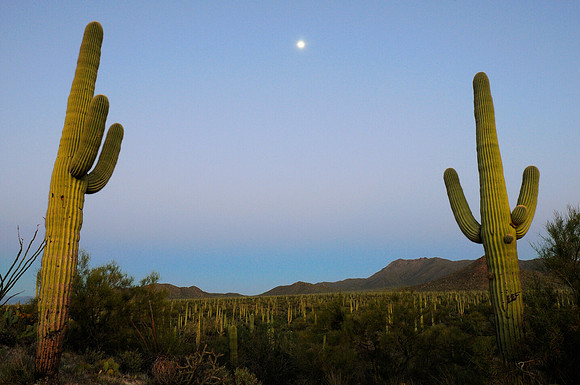 Sagurao National Park, Arizona
