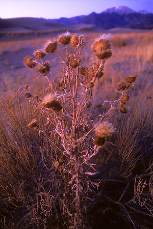 Great Sand Dunes National Park & Preserve, Colorado (2009)