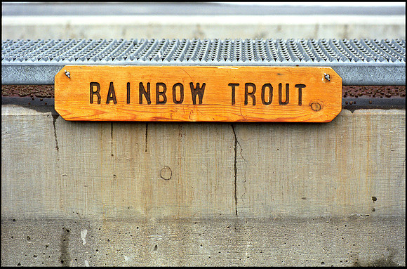 frame 04-rainbow trout