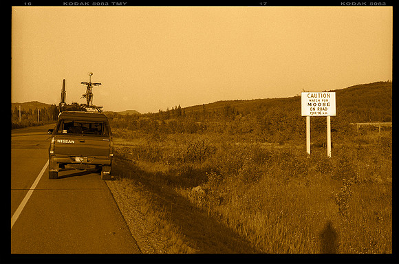 Moose on Road, British Columbia