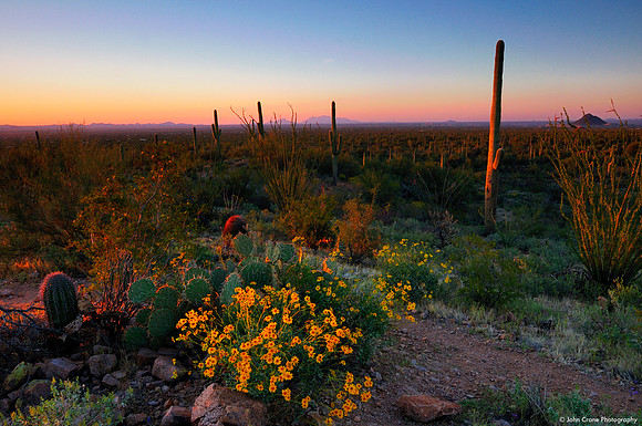 Saguaro National Park, Arizona