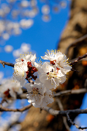 Cherry Blossoms No2, Capitol Reef National Park