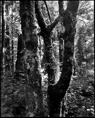 Forest Light, no.8, Olympic National Park, 2011