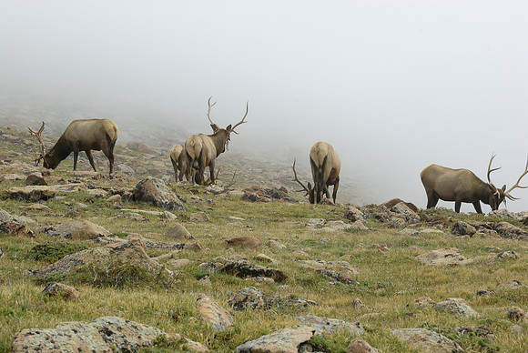 Elk Herd in the Clouds, Rocky Mountain National Park, Colorado