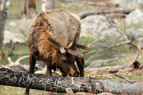 Bull Elk No.2, Rocky Mountain National Park, Colorado