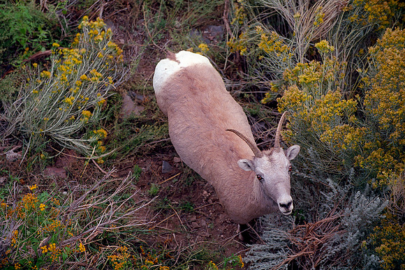 Taos, New Mexico-Big Horn Sheep, Rio Grande Gorge (2014)