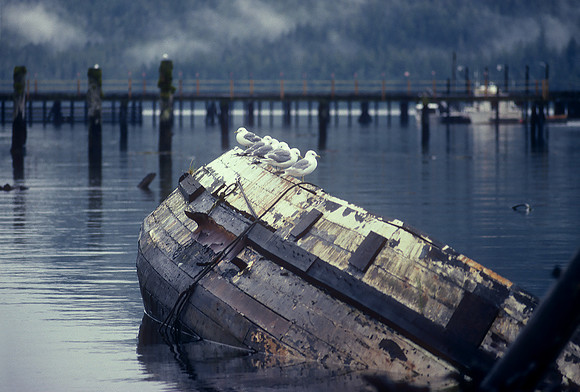 Gulls, Scow Bay-Petersburg, Alaska (1984)