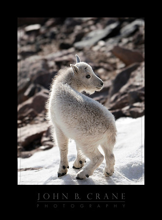 Mountain Goat, Mount Evans, Colorado