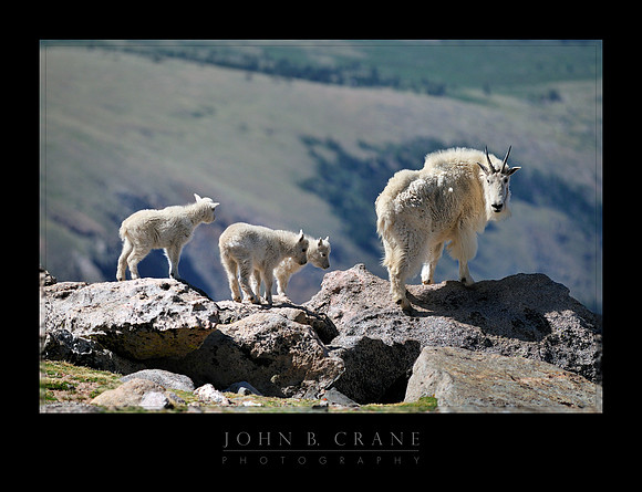 Mountain Goat, Mount Evans, Colorado