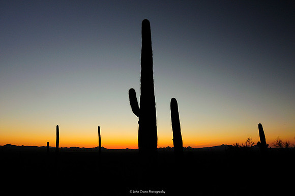 Saguaro National Park, Arizona