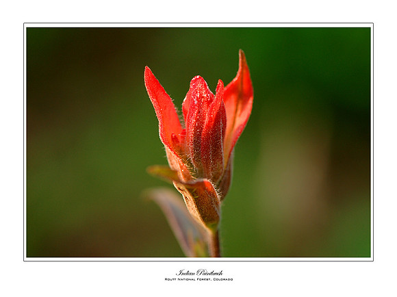 Indian Paintbrush, Rocky Mountain National Park, Colorado