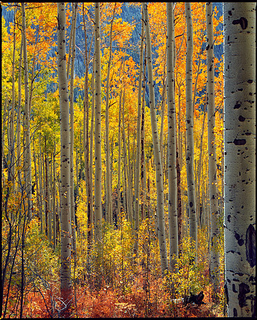 Independence Pass, Colorado