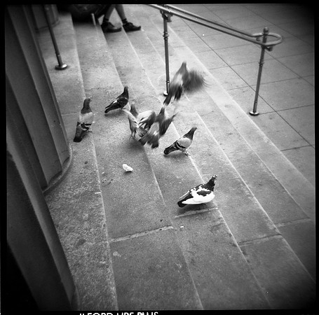 Pigeons, Chicago
