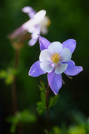 Schofield Pass, Colorado-Columbine (2012)