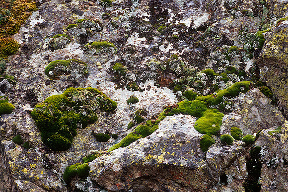 Moss and Lichen, RMNP, Colorado (2012)
