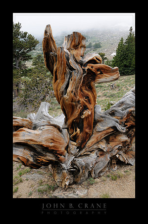 The Preacher, Mount Goliath Recreation Area, Mount Evans, Colorado