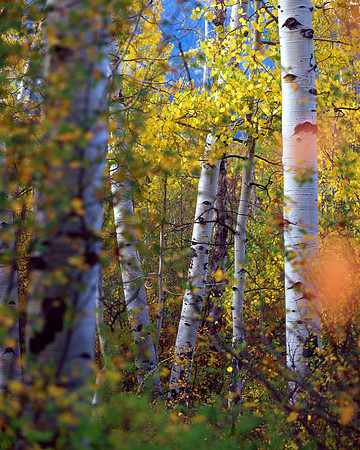 Kebler Pass, Colorado