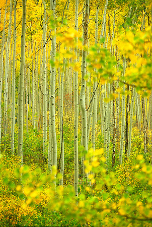 Independence Pass, Colorado