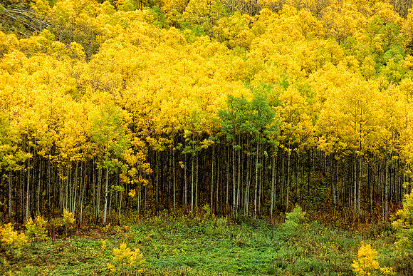 Maroon Bells-Snowmass Wilderness, Colorado (2012)