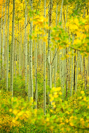 Independence Pass, Sawatch Range, Colorado (2012)