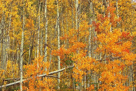 White River Aspen (2012)