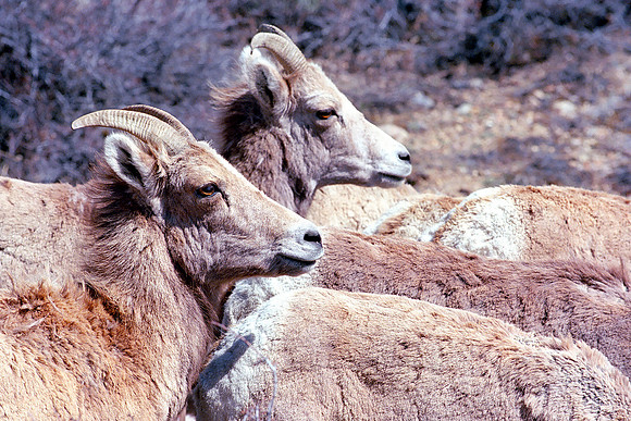 Cache la Poudre Canyon, Colorado-Bighorn Sheep (2015)