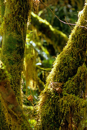 Olympic National Park, Washington (2011)