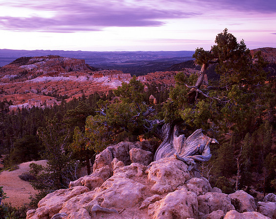 Bryce Canyon National Park, Utah (2009)