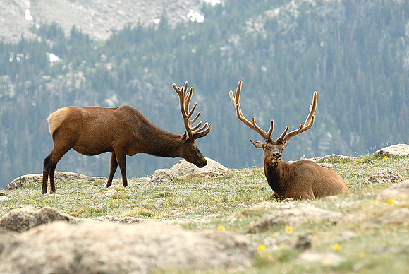 Elk, Trail Ridge Road, Rocky Mountain National Park, Colorado