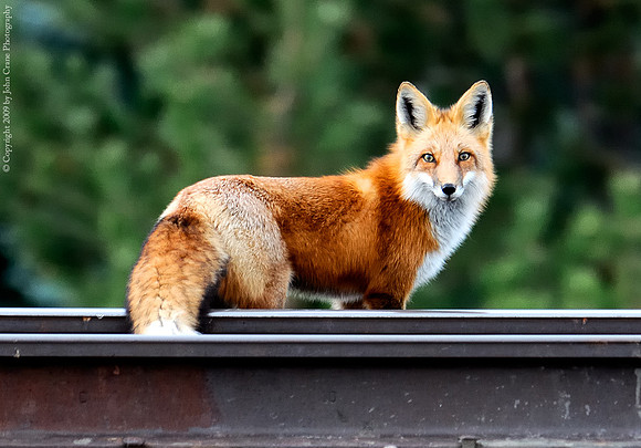 Fox