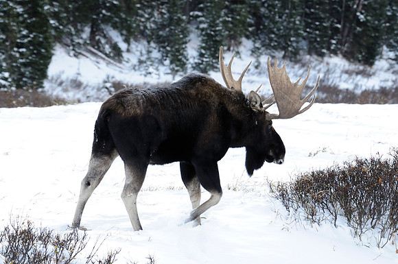 Moose, Cameron Pass, Colorado