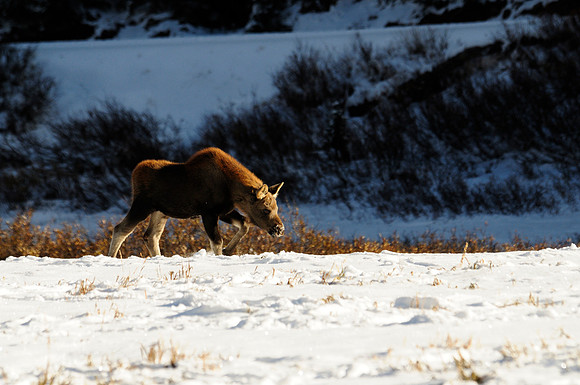 Moose, Cameron Pass, Colorado