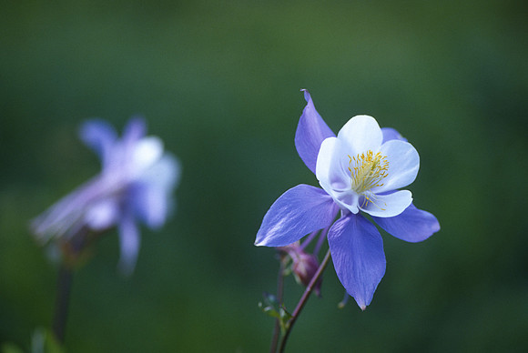 Columbine, Kebler Pass, Colorado