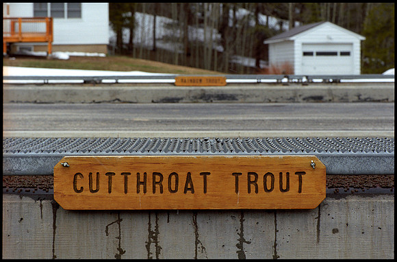 frame 02-Cutthroat trout