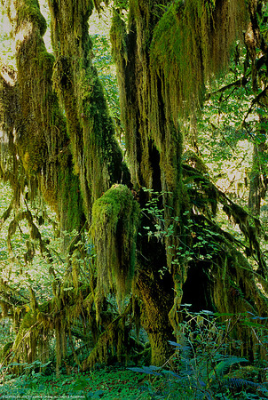 Olympic National Park, Washington (2011)