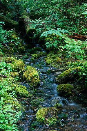 Sol Duc Falls trail, Olympic National Park, Washington