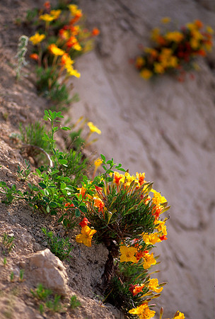 Pawnee National Grasslands, Colorado (2010)