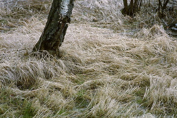 Allenspark, Colorado (2013)