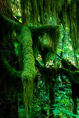 Olympic National Park, Washington