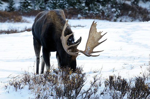 Moose, Cameron Pass, Colorado