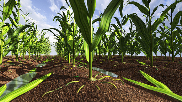 Unhealthy Corn Field (modeled for animation in Softimage XSI)