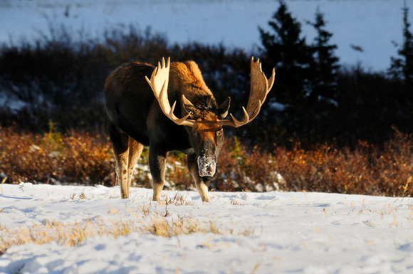 Bull Moose, No.1