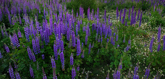 Lupine, Lake Tahoe