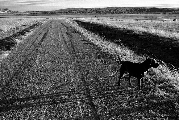 Medicine Bow