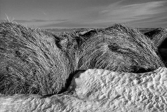 Medicine Bow