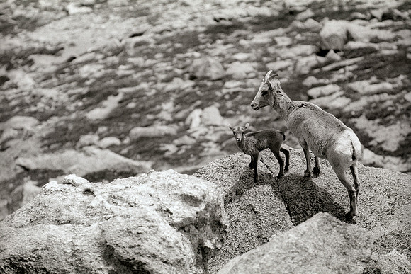 Big Horn/Little Horn, Mount Evans,